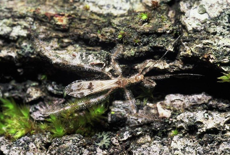 Reduviidae: Emesinae, predatori filiformi del Mediterraneo